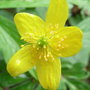 Anemone_ranunculoides