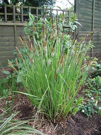 Carex morrowii 'Fisher' (Carex morrowii 'Fisher')