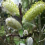 Salix_hastata__wehrhahnii_