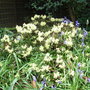 Rhododendron__princess_anne_