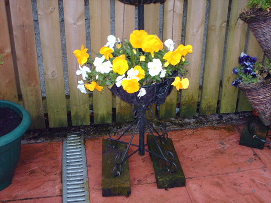 winter pansy
