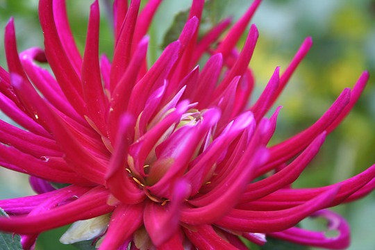 cactus dahlia
