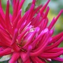 Cactus_dahlia