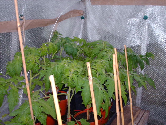 tomatos 