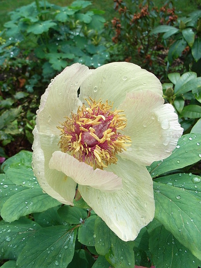 Paeonia mlokosewitschii (Paeonia mlokosewitschii)