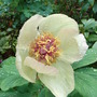 Paeonia mlokosewitschii