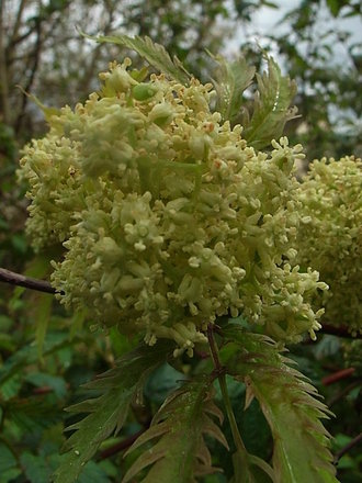 Sambucus plumosa 'Goldenlocks' - close-up (Sambucus plumosa 'Goldenlocks')