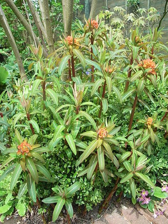 Euphorbia griffithii 'Fireglow' (Euphorbia griffithii 'Fireglow')