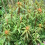 Euphorbia_griffithii__fireglow_