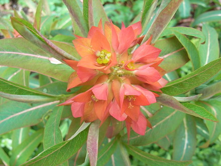 Euphorbia griffithii 'Fireglow' - close-up (Euphorbia griffithii 'Fireglow')