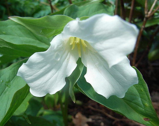 Trillium grandiflorum (Trillium grandiflorum)