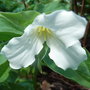 Trillium_grandiflorum