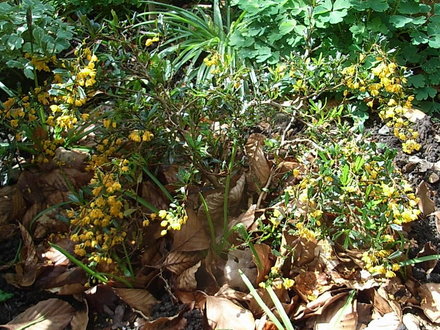 Berberis x stenophylla 'Irwinii' (Berberis x stenophylla 'Irwinii')