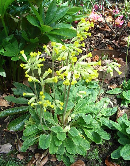 Primula veris (Primula veris)