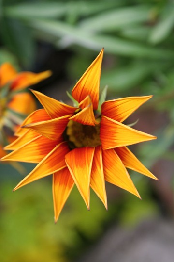 gazania