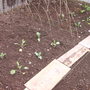 Veg_-_after2