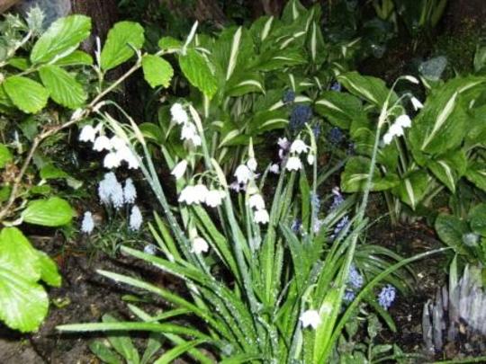 Leucojum vernum (Spring snowflake) (Leucojum vernum (Spring snowflake))