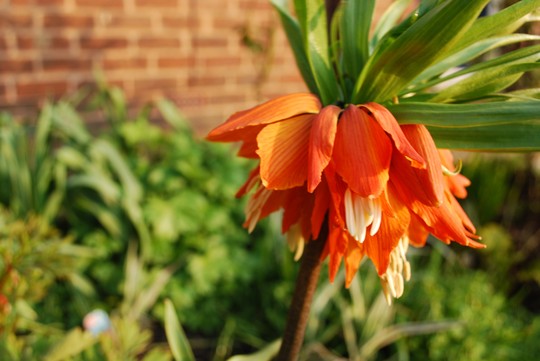 Fritillaria Crown Imperial (Fritillaria)