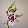Orchid