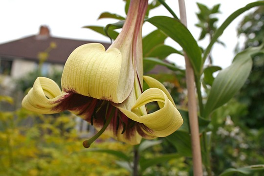 chelsea lily