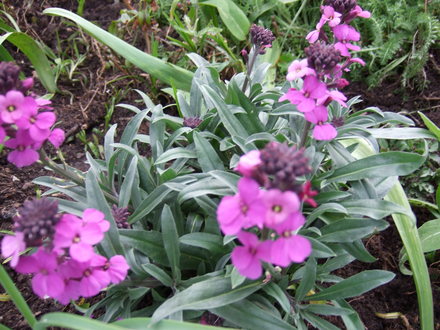 Erysimum 'Bowles Mauve' (Erysimum 'Bowles Mauve')