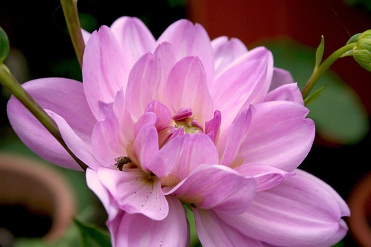 waterlily dahlia
