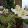 Clematis_on_trellis_by_gazebo