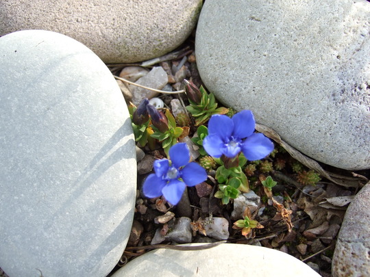 Gentian (Gentian)