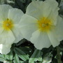 Helianthemum__wisley_white__2