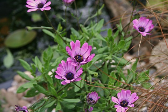 osteospermum in dark pink