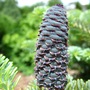 Abies_koreana_blue_emperor