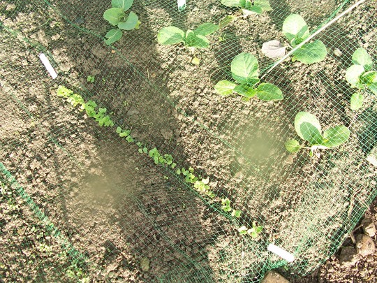 Radish seedlings