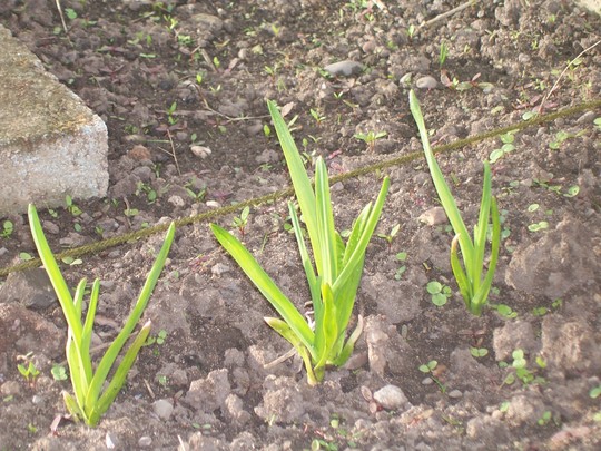 Garlic - growth in a week!!