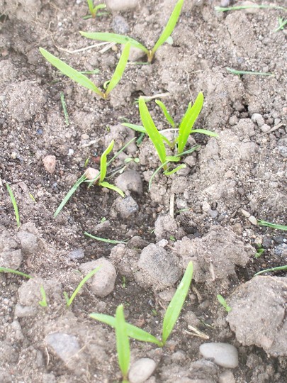 Spinach seedlings????