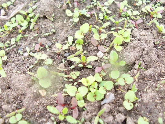 Hmmmm... weeds - but what???