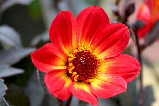 Dahlia