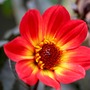 Red_dahlia