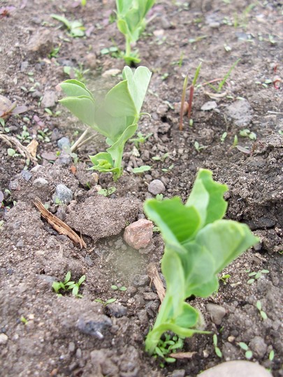 Mange tout my dear?