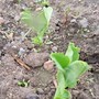 Kodak_pictures_374