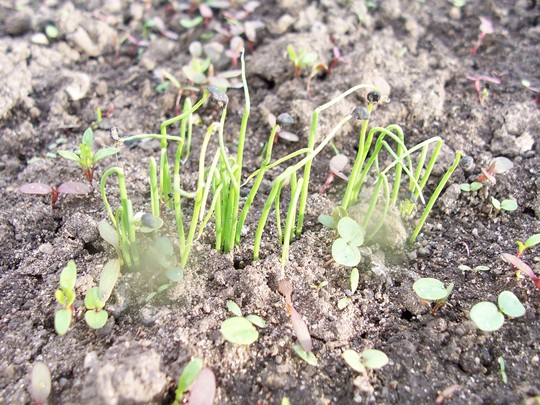 Spring onions seedlings