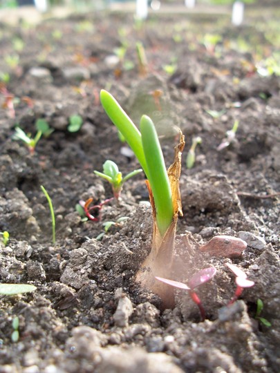 Onion sets are growing!