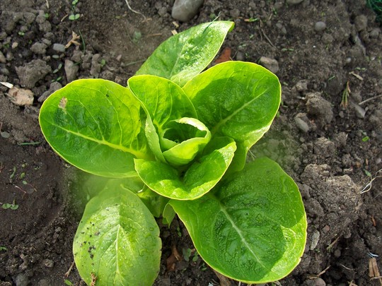 Lettuce 28/04/08