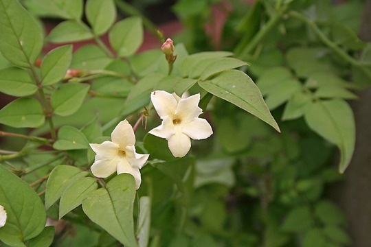 It has finally taken off! (Jasminum officinale 'Clotted Cream')