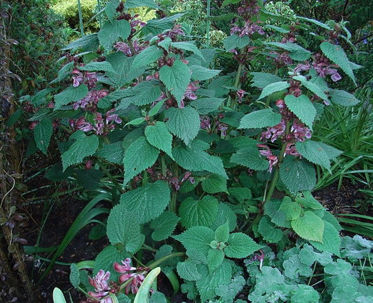 Stachys macrantha (Stachys macrantha)