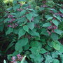 Stachys_macrantha