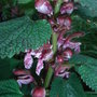 Stachys_macrantha_-_close-up
