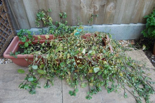 Dehydrated watercress