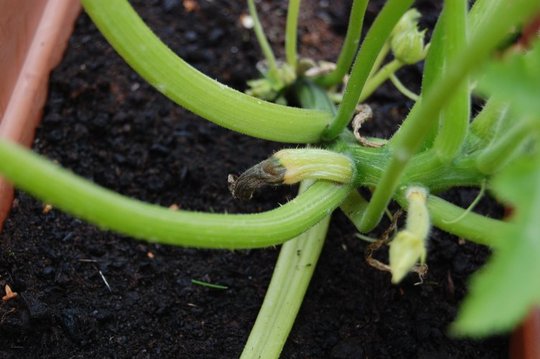 Courgette?