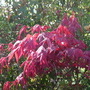 Acer_palmatum_in_the_sun