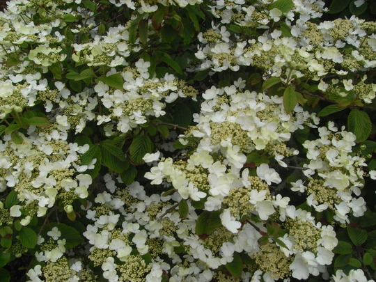 Viburnum Tomentosum 'Mariesii.' (Viburnum Plicatum Tomentosum 'Mariesii.')